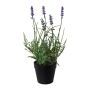 Fiore artificiale lavanda HIKOM in vaso decorativo, viola, 25 cm