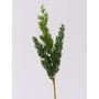 Ramo decorativo ginepro STURNYN, verde, 35cm