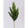 Ramo decorativo di ginepro STURNYN, verde, 50cm