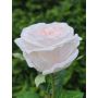 Rosa artificiale MARNUK, crema-albicocca, 60 cm