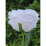 Rosa artificiale MARNUK, crema-bianca, 60 cm
