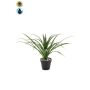 Palma artificiale Yucca rostrata POLLYANNA, vaso decorativo, crossdoor, 35 cm