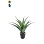 Agave americana artificiale QUINTINUS, vaso decorativo, crossdoor, verde, 45 cm