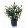 Eucalipto artificiale GLIWEN in vaso decorativo, verde-grigio, 30 cm
