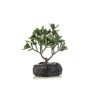 Bonsai artificiale albero dei soldi DRAVIN in vaso decorativo, verde, 24 cm