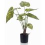 Pianta artificiale Caladium YAWAR con radici, verde-giallo, 60 cm