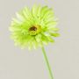 Fiore artificiale Gerbera TEUDELINDE, verde-crema, 55 cm, Ø 8 cm