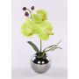 Fiore artificiale orchidea Phalaenopsis NAPIRAI, vaso, crema-verde, 30 cm