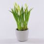 Fiore artificiale muscari NARMADA in vaso di cemento, bianco, 20 cm