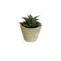 Pianta succulenta artificiale Haworthia limifolia GLOFER in vaso terracotta, verde scuro, 13 cm