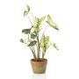 Pianta artificiale Syngonium YOMREL in vaso terracotta, verde-bianco, 60 cm