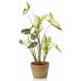 Pianta artificiale Syngonium YOMREL in vaso terracotta, verde-bianco, 60 cm