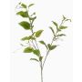 Ramo decorativo clematide VLORIX, verde-crema, 105 cm