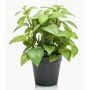 Erbe aromatiche artificiali Basilico WHOOPI in vaso decorativo, verde, 23 cm