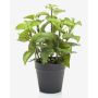 Erbe aromatiche artificiali menta WHOOPI in vaso decorativo, verde, 23 cm