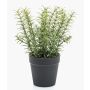 Erbe aromatiche artificiali timo WHOOPI in vaso decorativo, verde, 22 cm