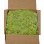 Muschio islandese vero SVEINBJÖRN, verde chiaro, 5 kg
