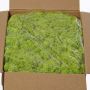 Muschio islandese vero SVEINBJÖRN, verde chiaro, 5kg