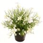 Fiore decorativo Impatiens GISINDA in vaso decorativo, bianco-verde, 25 cm