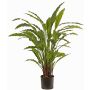 Pianta decorativa Calathea Rufibarba LEINANI, verde, 80cm