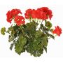 Geranio artificiale MALINA su bastoncino, crossdoor, rosso, 40cm