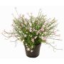 Fiore decorativo impatiens GISINDA in vaso decorativo, rosa, 25cm
