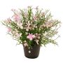 Fiore decorativo Impatiens GISINDA in vaso decorativo, rosa-crema, 25 cm