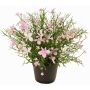 Fiore decorativo Impatiens GISINDA in vaso decorativo, rosa-crema, 25cm