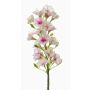 Phlox finto ALSA, bianco-rosa, 35cm, Ø6cm