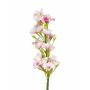 Phlox finto ALSA, bianco-rosa, 35cm, Ø5cm
