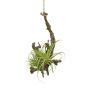 Composizione decorativa Tillandsia stricta SNARFY su ramo, pendente, verde, 15x16 cm