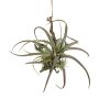 Composizione decorativa Tillandsia stricta SNARFY su ramo, pendente, verde, 21x27 cm