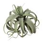 Pianta succulenta artificiale Tillandsia xerographica TRUMSY, bastoncino, verde, 28 cm, Ø 25 cm