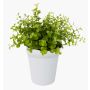 Eucalipto finto JOSHUA, in vaso di ceramica , verde, 20cm, Ø17cm