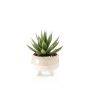 Pianta artificiale succulenta drago-agave NORSHU in vaso decorativo, verde-rosso, 20 cm