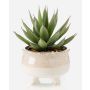 Pianta artificiale succulenta drago-agave NORSHU in vaso decorativo, verde-rosso, 20 cm