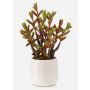 Pianta succulenta artificiale Sedum reflexum NORSHO in vaso decorativo, verde-rosso, 27 cm