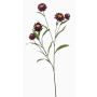 Ramo decorativo fiore di paglia SNAVIK, viola, 70 cm