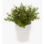 Rosmarino finto JOSHUA, in vaso di ceramica , verde, 23cm, Ø17cm