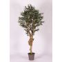 Olivo finto JACOBO, tronco vero, con frutti, 175 cm - Made in Italy