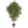 Ficus benjamina artificiale NEVANTA, tronchi reali, verde-bianco, 250 cm - Made in Italy
