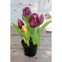 Tulipano artificiale CAITLYN in vaso decorativo, viola-verde, 25cm, Ø2-6cm