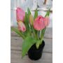 Tulipano artificiale CAITLYN in vaso decorativo, rosa-verde, 25cm, Ø2-6cm