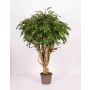 Ficus benjamina artificiale LISENKA, tronchi reali, verde, 225cm - Made in Italy