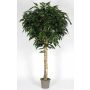 Longifolia artificiale YANIRA, tronco vero, verde, 250 cm - Made in Italy