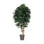 Mango decorativo CORINDA, tronco reale, verde, crossdoor, 200 cm - Made in Italy