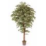 Ficus Benjamini artificiale LINETTE, tronchi naturali, verde-bianco, 225 cm - Made in Italy