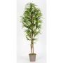 Dracaena Marginata artificiale KIMANORA, tronchi naturali, verde-giallo, 200 cm - Made in Italy