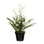 Fiore artificiale Oncidium Orchidea GLIMBAR, radici, bianco-verde, 60 cm