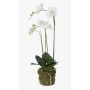 Orchidea finta PABLA con terriccio, bianco, 70cm, Ø7-12cm